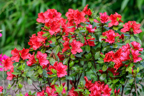 Bush of delicate vivid red flowers of azalea or Rhododendron plant in a sunny spring Japanese garden  beautiful outdoor floral background photographed with soft focus.