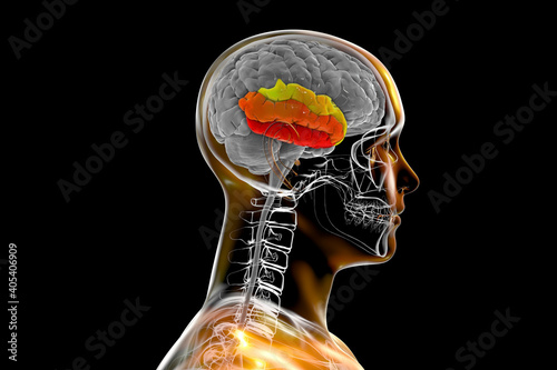 Human brain in body with highlighted temporal gyri photo