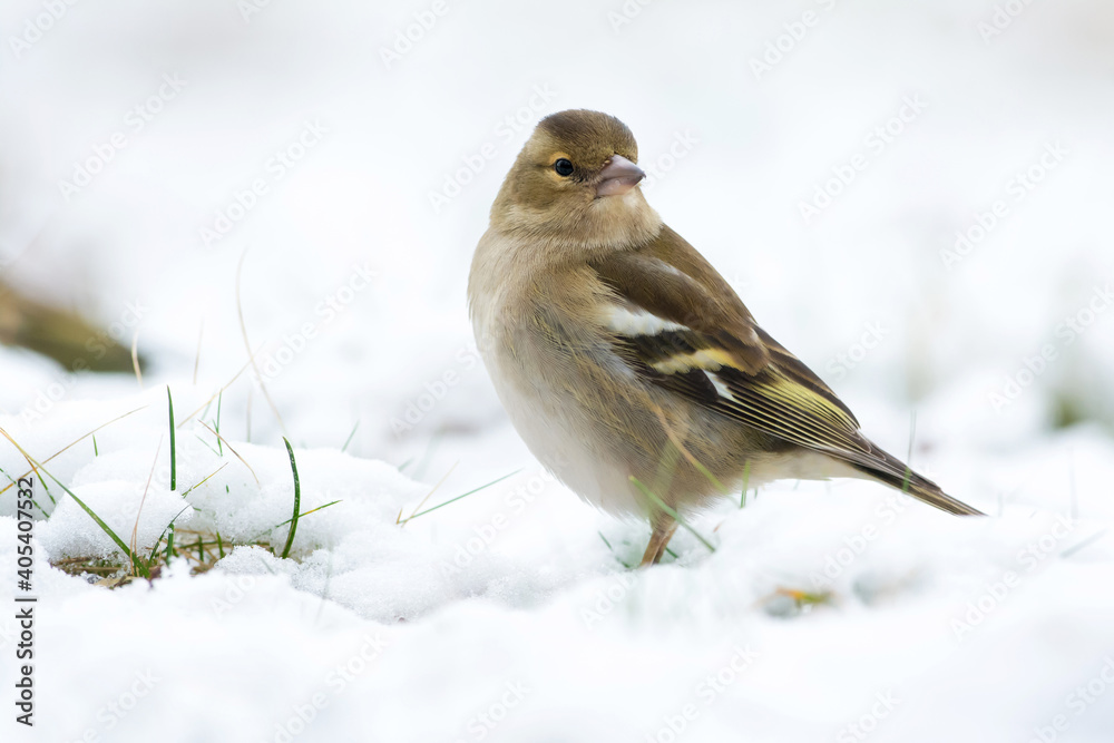 Fototapeta premium Vink, Common Chaffinch, Fringilla coelebs