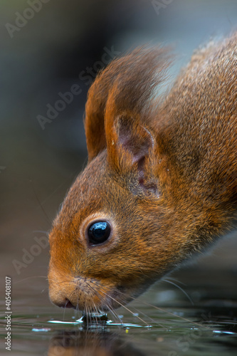 Tapety artystyczne Eekhoorn, Red Squirrel, Sciurus vulgaris