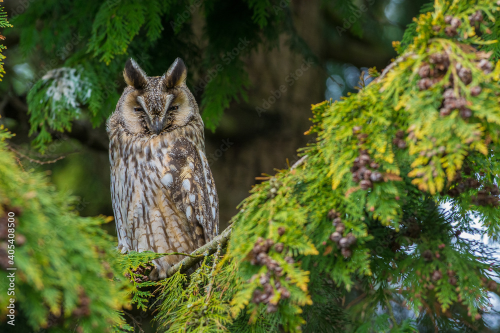 Fototapeta premium Ransuil, Long-eared Owl, Asio Otus