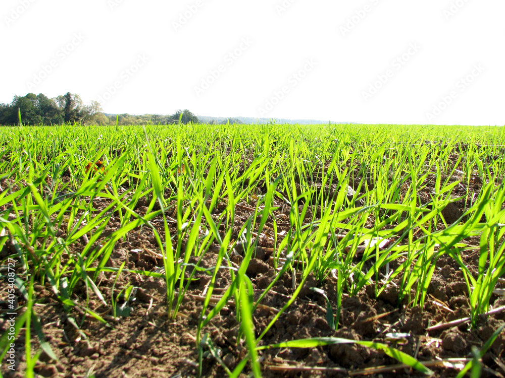 green field