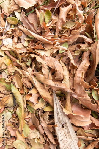 Dead leaves on the ground