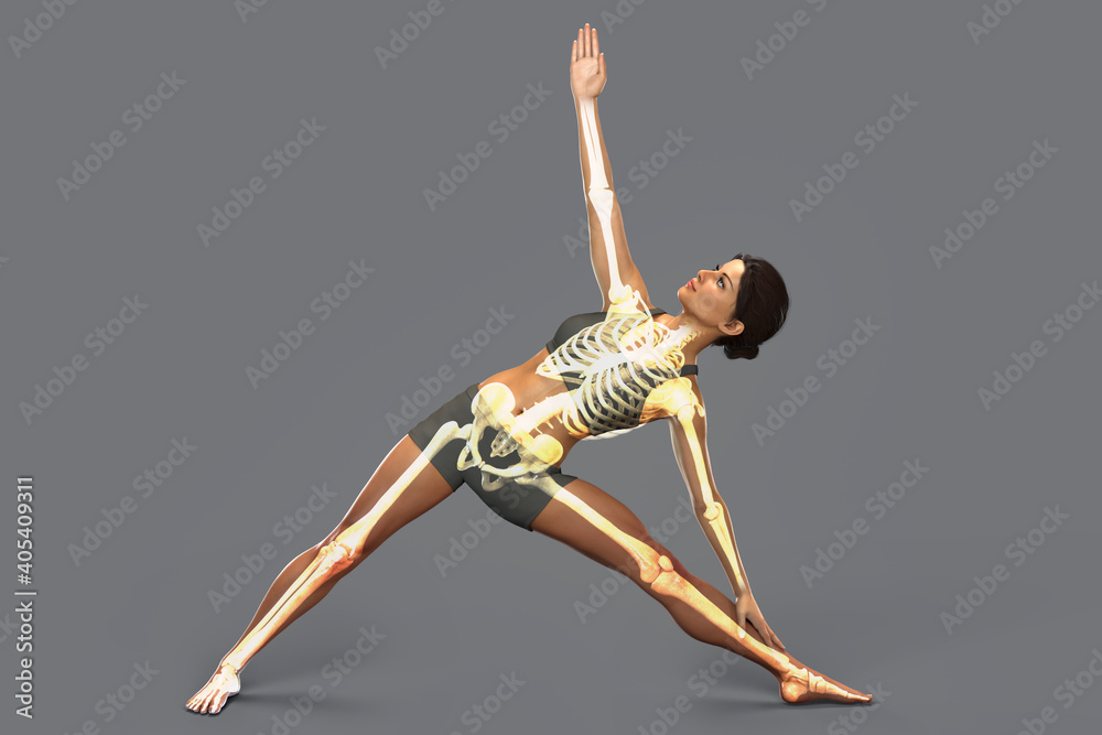 Anatomy of yoga, female in Triangle yoga position, or Trikonasana Stock ...