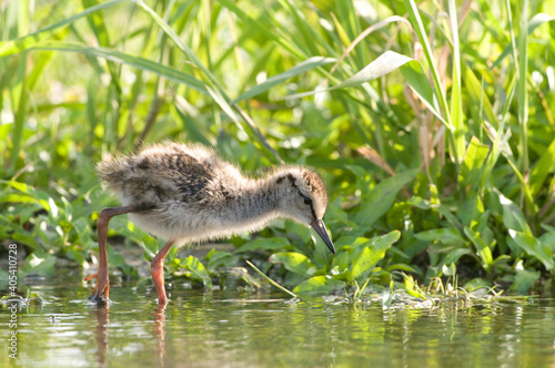 Tureluur, Common Redshank, Tringa totanus photo