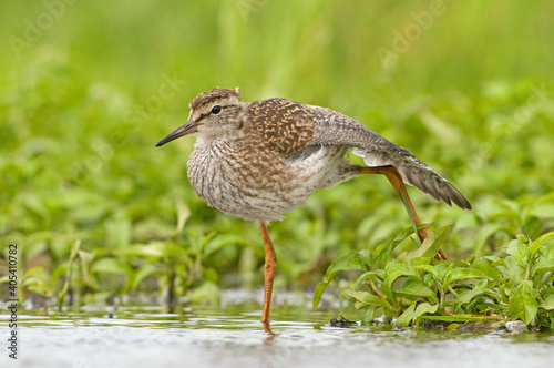 Tureluur, Common Redshank, Tringa totanus photo
