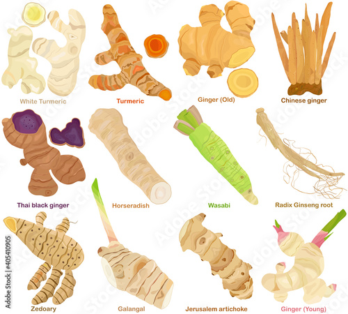 Vector of aromatic culinary Herb rhizome, root. Different Turmeric, Ginger, Galangal, Ginseng, Wasabi, Horseradish. Healthy ingredients