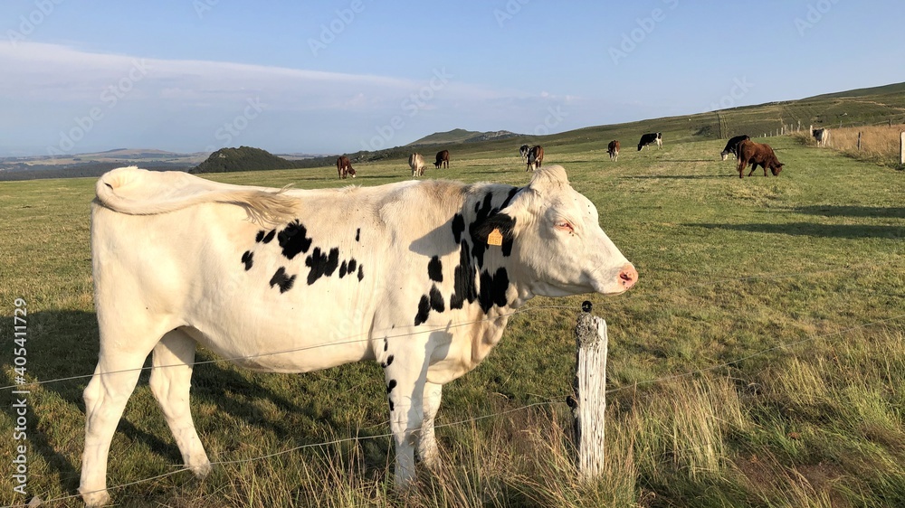 Vache dans les volcans d'Auvergne