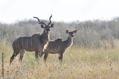 Grote koedoe  Greater Kudu  Tragelaphus strepsiceros