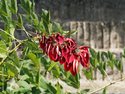 Erythrina crista-galli. Gewöhnlicher Korallenbaum mit scharlachroten Blüten bilden in langen endständigen Blütenständen auf dornigen Zweigen mit grünem Laub bedeckt photo