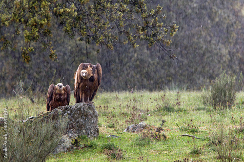 Vale Gier, Griffon Vulture, Gyps vulvus photo