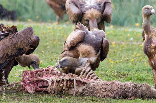 Vale Gier, Griffon Vulture, Gyps vulvus photo