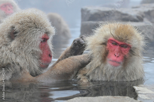 Japanse Makaak, Japanese Macaque, Macaca fuscata