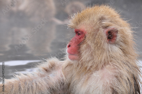 Japanse Makaak, Japanese Macaque, Macaca fuscata
