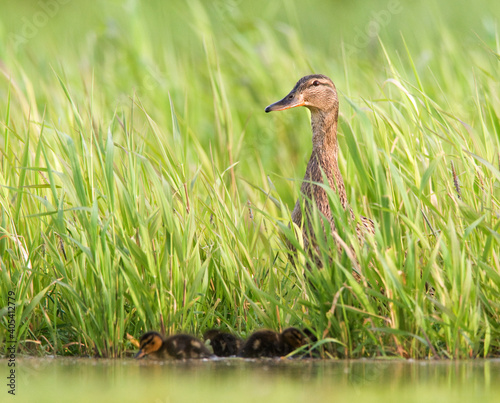 Wilde Eend, Mallard, Anas platyrhynchos photo