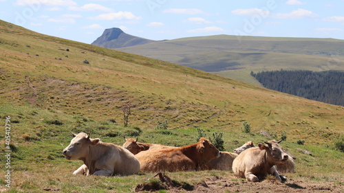 élevage de vache en Auvergne pour le fromage saint-nectaire photo