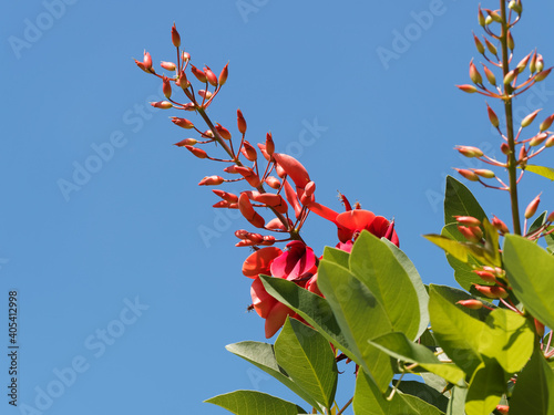(Erythrina crista-galli) Blüten in langen endständigen Blütenständen unter einem blauen Himmel des Gewöhnlichen Korallenbaums oder Hahnenkammbaum photo