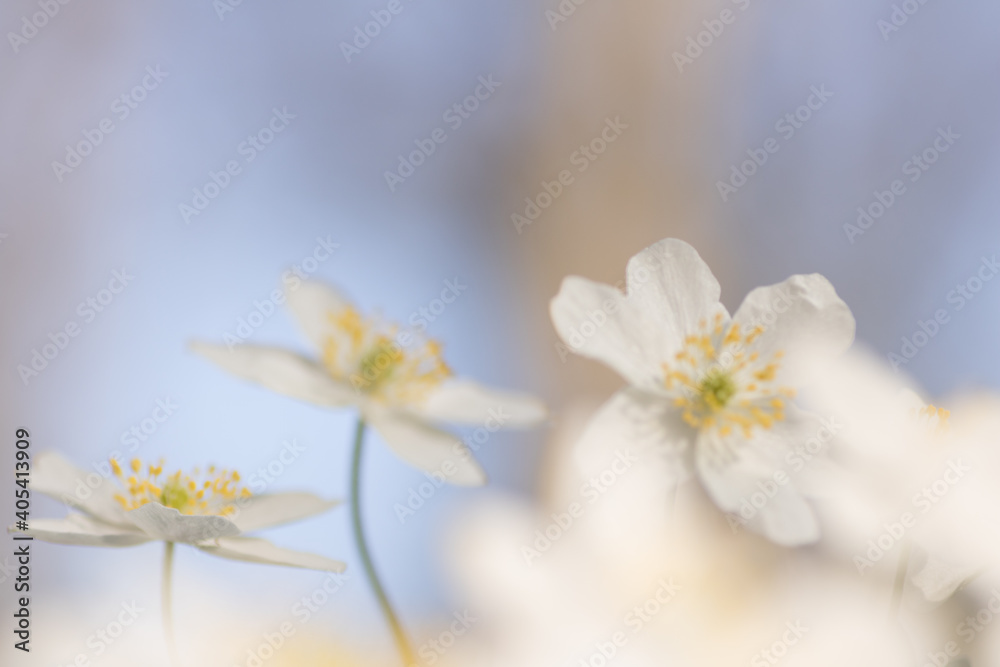 Wood anemone,Anemone nemorosa,white spring flowers with sunlight in nature