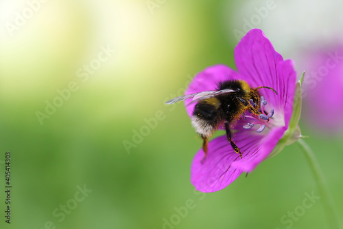 Macro shot of a yellow-and-black striped bumblebee pollinating and collecting nectar on a purple wildflower on a sunny day. Blurred green background. Free space. Selective focus. © Евгения Якименко