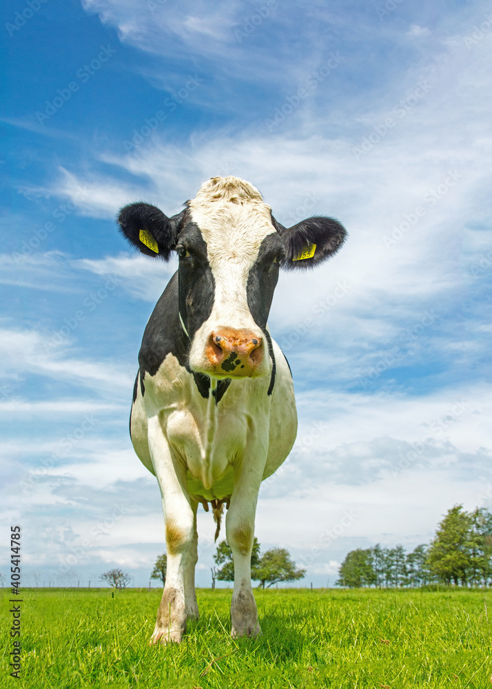 Koe, domestic cow