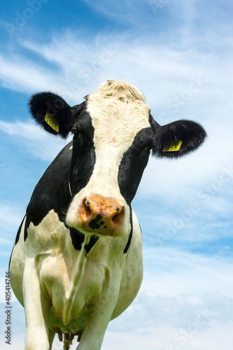 Fotografie Koe, domestic cow