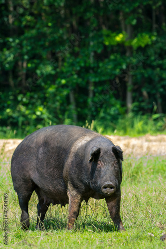 Varken, domestic Pig photo