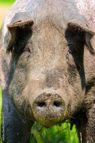 Varken, domestic Pig photo