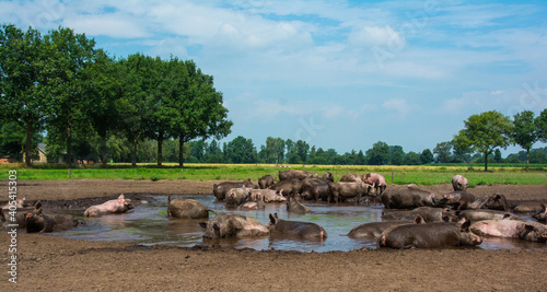 Varken, domestic Pig photo