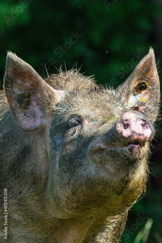 Varken, domestic Pig photo