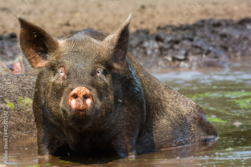Varken, domestic Pig photo