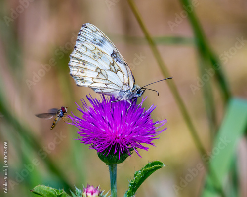 Butterfly and other insect on purple flower of thistle, blurred background