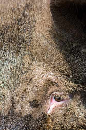 Varken, domestic Pig photo
