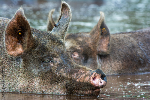 Varken, domestic Pig photo