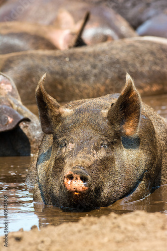 Varken, domestic Pig photo