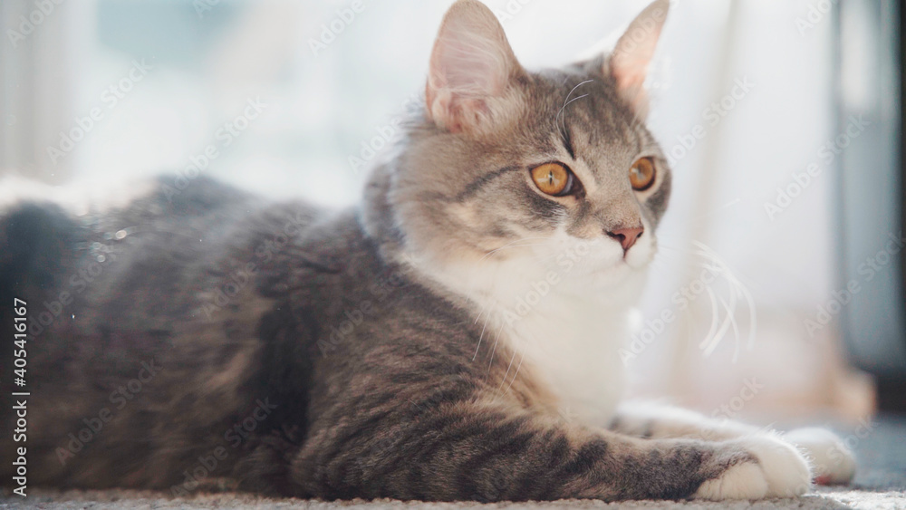 Beautiful gray fluffy kitten cat domestic pet sitting on the floor closeup portrait