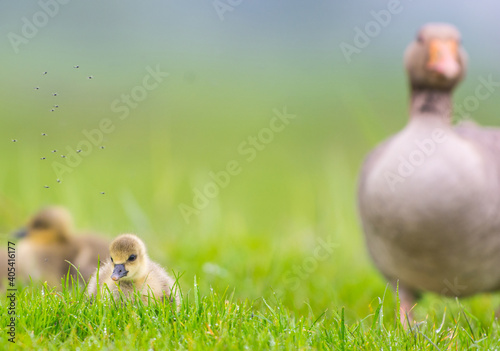 Grauwe Gans, Grey-lag Goose, Anser anser photo