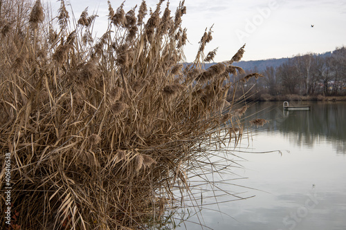 Pflanzen Schilf Gras Pampasgras an einem See  photo