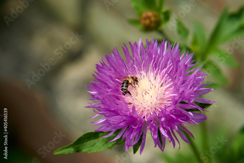 Centaurea dealbata. Detail and macro, purple flower with bees in the garden