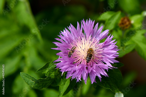 Centaurea dealbata. Detail and macro, purple flower with bees in the garden