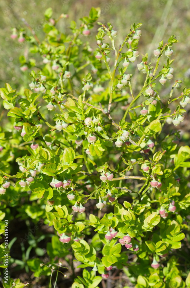 Common blueberries (Lat. Vaccinium myrtillus) blooms in spring Common blueberries (Lat. Vaccinium myrtillus) blooms in spring