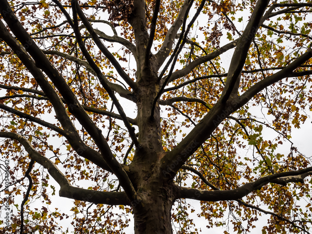 Autumn sketch: plane tree trunk with numerous branches Autumn sketch: plane tree trunk with numerous branches