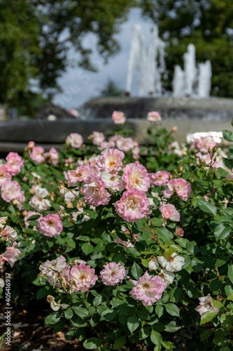 Fototapeta Naklejka Na Ścianę i Meble -  Bush of terry tea rose of gradient white-pink shade on a sunny day
