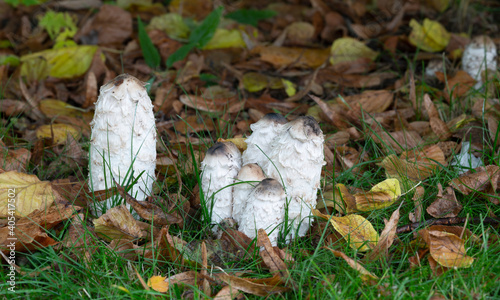 Shaggy ink cap, Coprinus comatus in natural environment photo