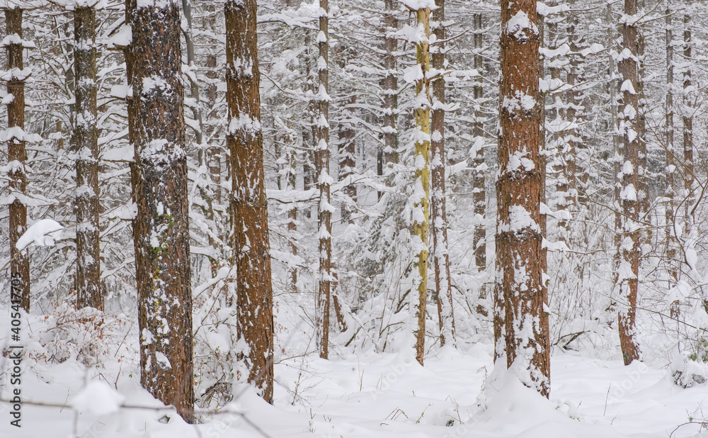 Fototapeta premium Snowy forest in the Sierra de Aralar, Euskadi