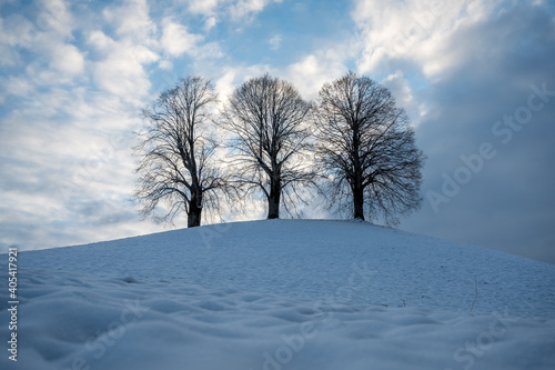 three Lindentrees on top of a hill in snow, Emmental