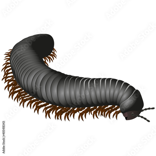 Fototapeta Centipede poisonous on a white background