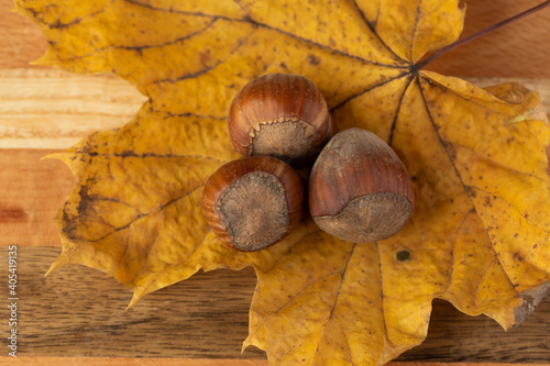A composition of hazelnuts and golden maple leaves