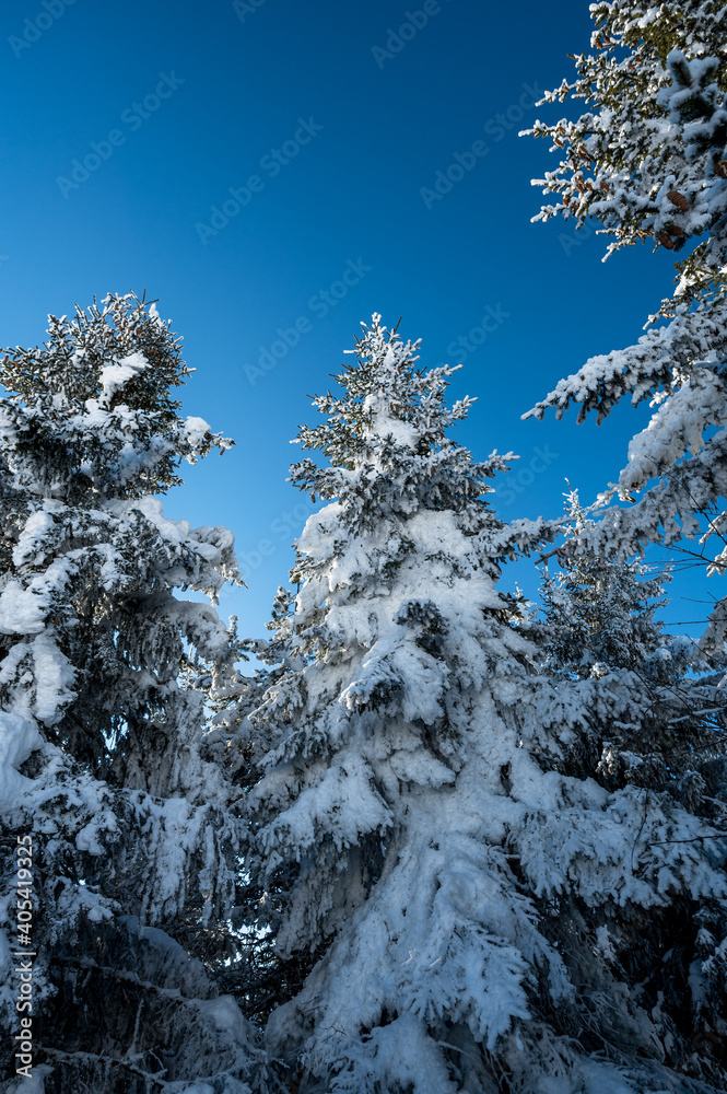 perfect snow covered fir tree in winter perfect snow covered fir tree in winter