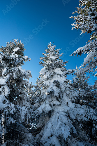 perfect snow covered fir tree in winter