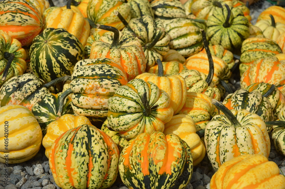 Piles of Carnival Squash for sale at an outdoor farmer's market.